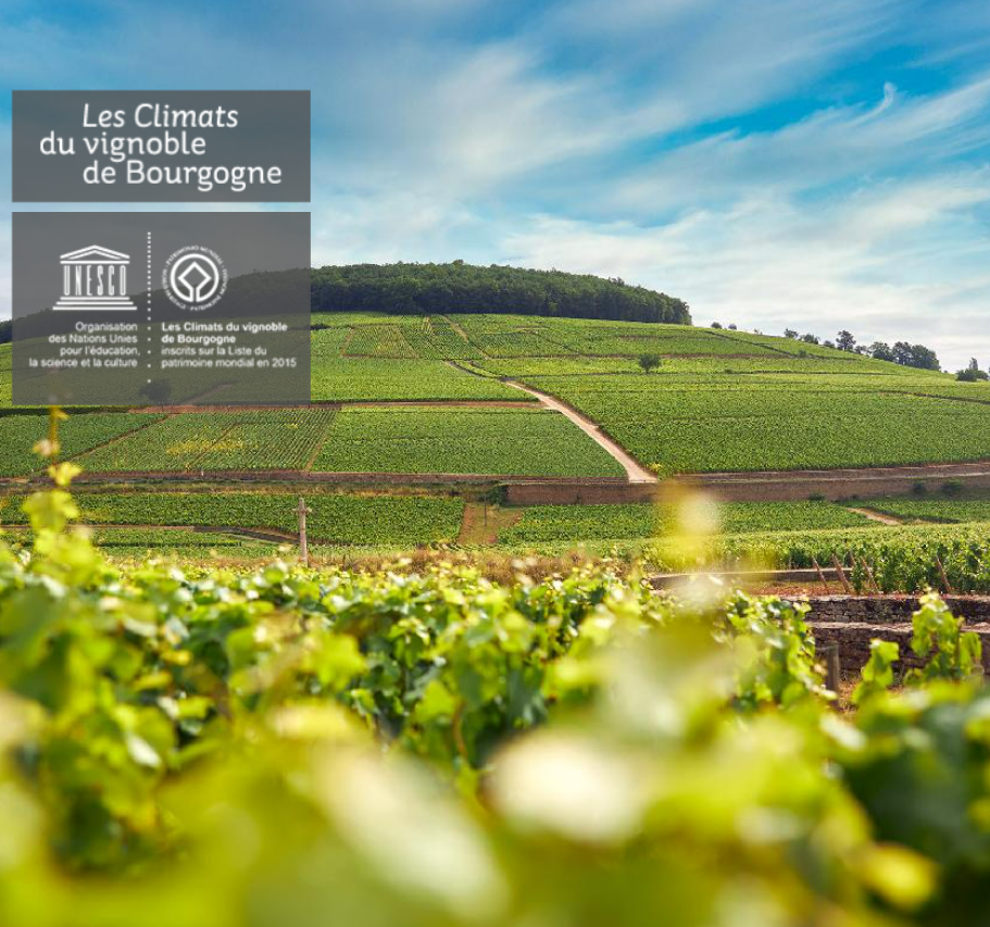 Visuel Coteau de Corton